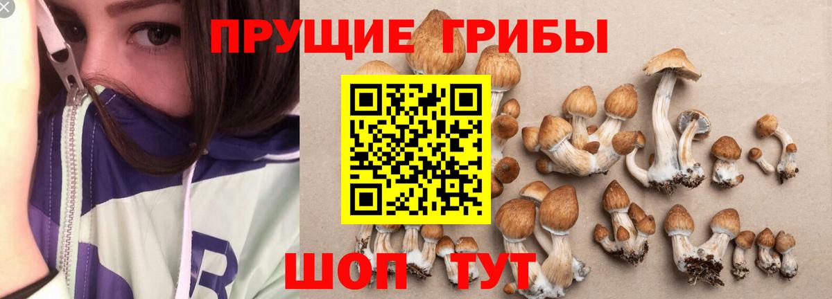 Галлюциногенные грибы Psilocybe Прокопьевск